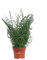 Pianta di Juncus Effusus Spiralis Pianta di Giunco pianta da esterno pianta di Giuco Spirale pianta acquatica pianta ornamentale pianta vera venduta da eGarden.store