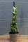 Trachelospermum jasminoides Evergreen Star Jasmine Climbing Plant (2 Litre - 50-70cm)