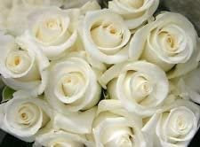 Snow White Rose Bush! 10 semi! Pettine. S/H! VEDERE IL NOSTRO NEGOZIO PER ALTRI rose!:Seeds
