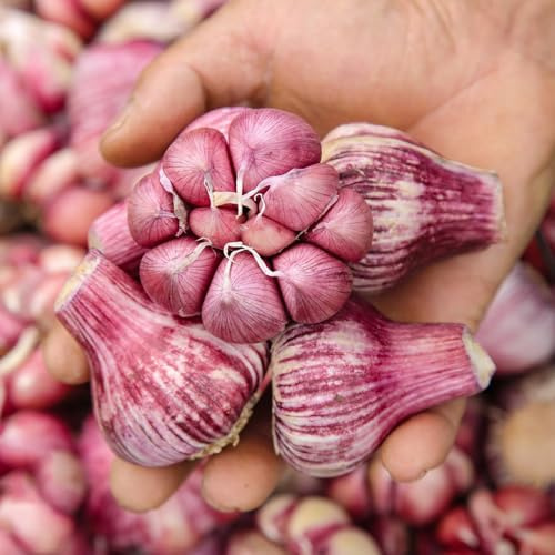 elefantenknoblauch - knoblauch kaufen nachhaltige geschenke pflanzknoblauch schattenpflanzen, kräutergarten küche gartenkräuter elefantenknoblauch 4pcs