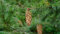 100 X Samen Douglasie Pseudotsuga menziesii viridis Nadelbaum, Baum Samen