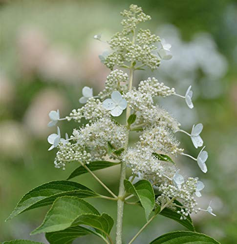 Rispenhortensie Kyushu 60-80cm - Hydrangea paniculata - Gartenpflanze
