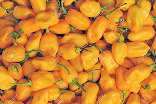 PEPERONCINO HABANERO GIALLO NR.10 SEMI