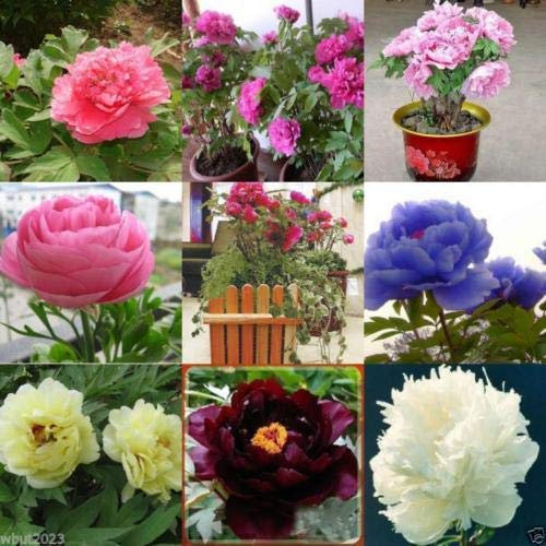 Shopmeeko SEEDS: 10pc Baum-Pfingstrose, Paeonia suffruticosa, Strauch - MIXED