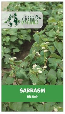 20 Graines de Sarrasin (Blé Noir) – Plante Couvre-Sol, Engrais Vert, Miel – Croissance Rapide, Fleurs Mellifères, Graines Comestibles