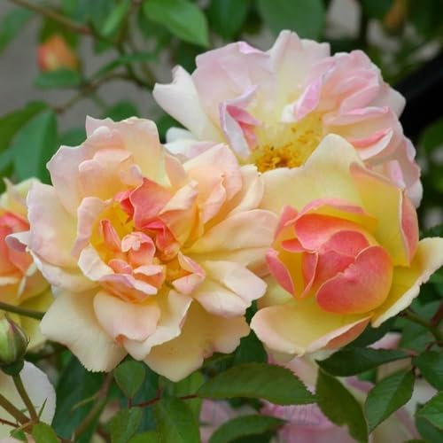Peter Beales Roses Phyllis Bide Rambling Rose, Multi-Coloured Semi-Double Blooms, 360cm x 180cm, Outdoor Growing, Wildlife Friendly, June to November Flowering
