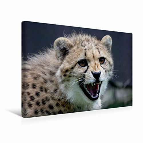 Premium Textil-Leinwand 45 x 30 cm Quer-Format Gepard | Wandbild, HD-Bild auf Keilrahmen, Fertigbild auf hochwertigem Vlies, Leinwanddruck von Martina Berg