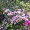 semi di bonsai di azalea azalea semi bonsai albero ornamentale resistente piante resistenti per il giardino piante pianta da balcone fiori da giardino rododendro fiori per il pianta 100pcs