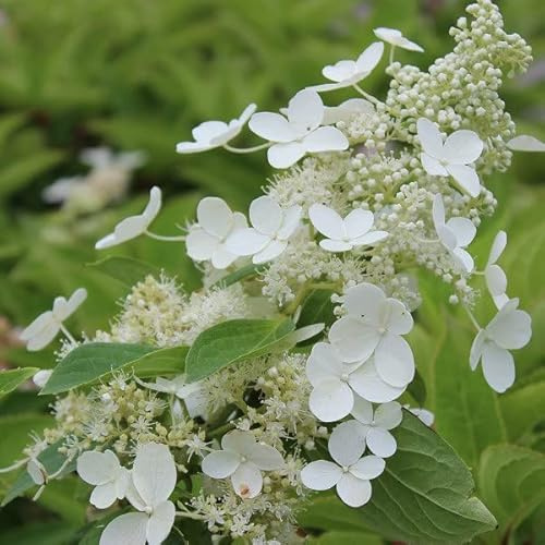 Rispenhortensie 'Kyushu' - Hydrangea paniculata 'Kyushu' - 40-50 cm Topf - Duftende Gartenhortensie