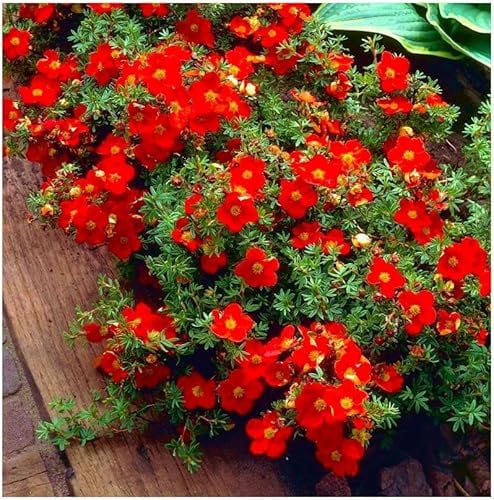 GrowOn Shrubs [2 Litre] Potentilla Fruticosa 'Red Robin' | Deciduous Shrub | Outdoor Garden Ready Plant | Spring, Summer, Autumn Flowering | Red, Yellow Flowers
