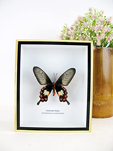 asiahouse24 Ein echter exotischer präparierter Schmetterlinge im Bilderrahmen Wandbild Schaukasten Entomologie Taxidermie (Common Rose)