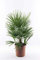 Große Winterharte Zwergpalme Chamaerops Humilis, 90-100 cm - Robuste Außenpalme, Ideal für Gärten und Terrassen, Frosthart und Pflegeleicht