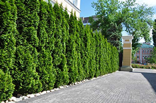 20st. Thuja Smaragd 50-60cm ohne Ballen gemessen Heckenpflanzen Lebensbaum Immergrüne Heckenpflanze