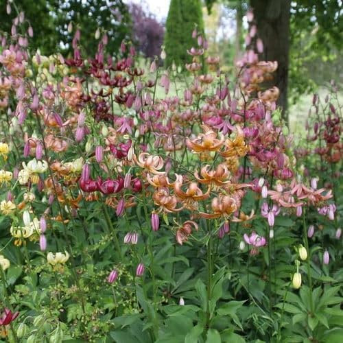 Plant World Seeds - Lilium Martagon Mixed Seeds (Perennial Flower Seeds)