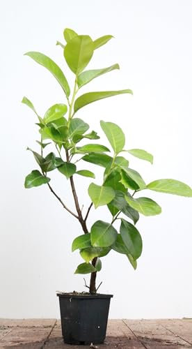 Prunus laurocerasus 'Rotundifolia' 40-60 cm - Kirschlorbeer, immergrün, ideal als Hecke, schnellwachsend, pflegeleicht und winterhart