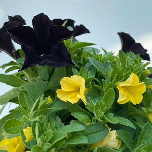 Petunie/Zauberglöckchen 'Duo' schwarz-gelb, Topf-Ø 14 cm, 4er-Set