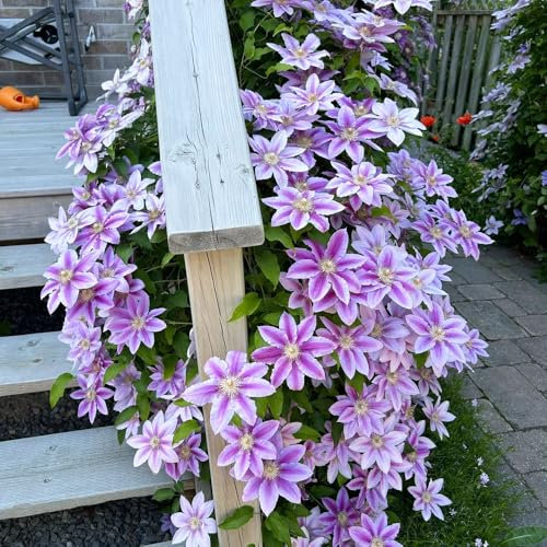8 pz Bulbi perenni resistenti di Clematis Piante da giardino piante da esterno bulbi da fiore giardino fiorito giardino fiori piante giardino piante in vaso resistenti piante resistenti