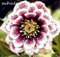 , Bunte Nieswurz (Christrose) Helleborus Samen, Bonsai Für Haupthofdekorationen 100 PC
