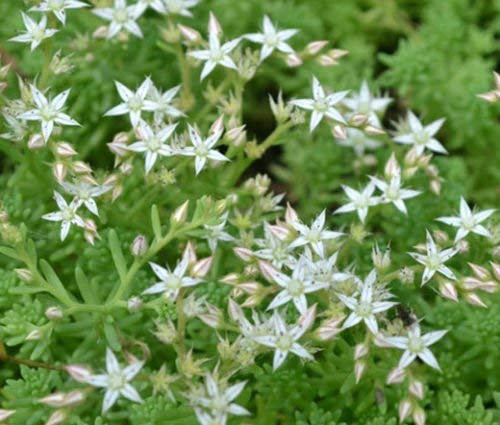 SEDUM OKTOBERFEST Sedum Acre - 200 Semi Bulk