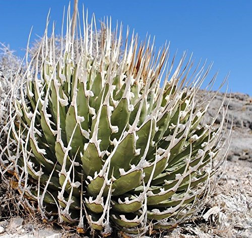 Rare Agave utahensis var Eborispina 5 semi ~ semi di piante d'Avorio colonna vertebrale agave:Seeds