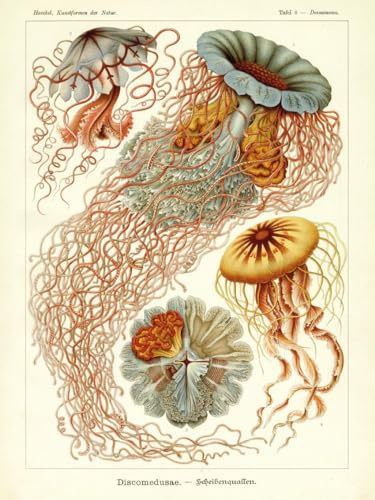 Ernst Haeckel Kunstdruck | Discomedusae - Scheibenquallen | Mini Poster | Vintage Kunst bunt | 30cm x 40cm