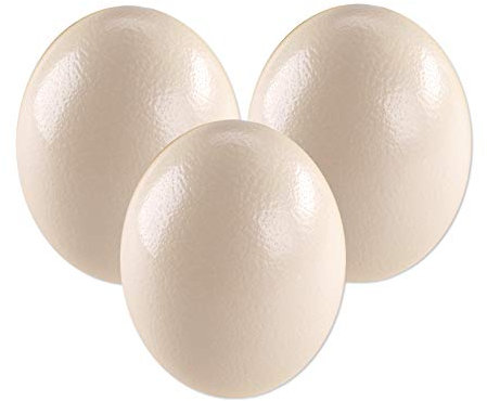 3 Straußeneier aus Südafrika - 1A Qualität - Straußenei - Größe ca. 13-16cm - naturbelassen, entleert, ausgeblasen und gereinigt