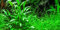 Willi's Wasserkelch/Cryptocoryne x willisii - 1 Bund