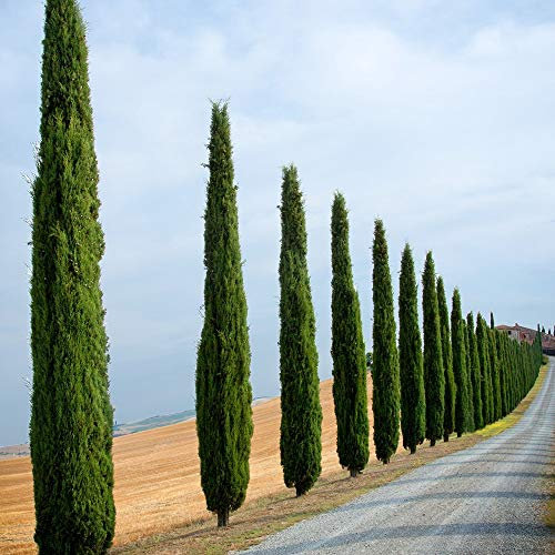 Italian Cypress Trees Outdoor Conifer Cypress Mediterranean Border Evergreen Plant, Perfect for Hedging 1 x Cupressus Sempervirens in 14cm Pots by Thompson & Morgan