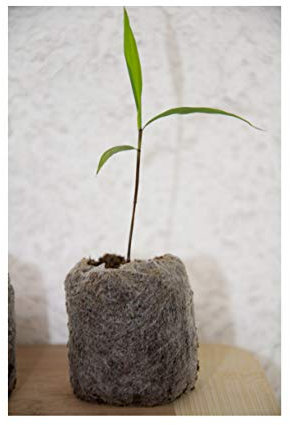 1 Moso Riesenbambus - Jungpflanze im 0.5 Liter Topf - Lieferhöhe: 10 bis 20 cm