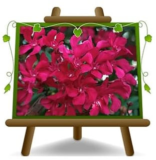 EURO PLANTS VIVAI Oleandro (Nerium Oleander) Ciclamino pianta ornamentale su vaso 24 cm altezza 50 cm