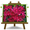 EURO PLANTS VIVAI Oleandro (Nerium Oleander) Ciclamino Altezza 80-100 cm Vaso 24 cm