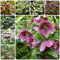 550 pcs Christrosen deko samen - bienen wiese wildblumensamen mehrjährig winterhart Christrose, bienenweide saatgut bonsai topf gartenblumen mehrjährig winterhart gartensamen