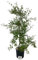 Solanum Jasminoides, Gelsomino di notte, Pianta ornamentale da esterno prodotta da Vivai del Sole vaso diametro cm 24