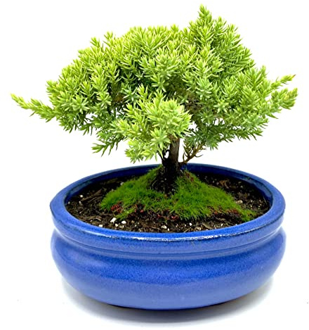 Live Dwarf Juniper Bonsai Tree Small