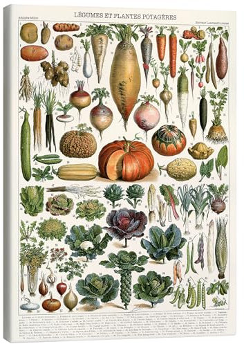 Posterlounge Légumes et plantes potagères Tableau sur toile de Adolphe Millot 50 x 70 cm Déco colorée Tableaux Décoration murale