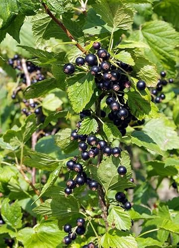 Schwarze Johannisbeere Ribes nigrum 'Ben Sarek' – 60-70 cm kräftige Pflanze, winterhart & ertragreich – Ideal für Garten und Balkon