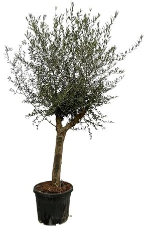 Olivenbaum Olea Lorc – ca. 200cm hoch – Ø45cm – Mediterrane Zimmer- & Gartenpflanze – Immergrün & pflegeleicht – Für sonnige Standorte