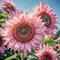 KASNLSAC Seltene Sonnenblumen -Sorten Samen für Pflanzen, mehrere Farboptionen Sonnenblumenkerne, Landschaftsbauten Samen für Gartenterrasse Hof Pink-1000pcs