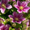 3 x Clematide Piilu - Acquista 3 / Paga 2 (per Muri e Recinzioni, Pergola, Patio, Balconi e Terrazze) - 3 Vasi da 1,5 litri (Pianta Rampicante - Clematis Rosa - 3 x Pianta Adulta) | ClematisOnline