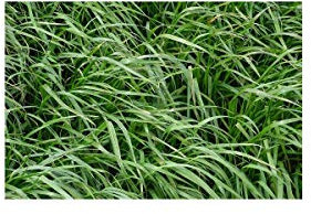 Tezier - Abono verde Ray Grass Inglés 500 gr