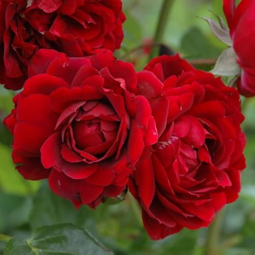 Peter Beales Roses UK Garnet red Climbing Rose for Outdoor, Highgrove Rose Plant from UK