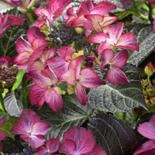 Plant Theory Dark Angel Hydrangea Macrophylla Shrub Plant 2L Pot