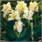 Canna Zwiebeln,Indisches Blumenrohr Pflanze,Winterhart, Frisch Winterfeste Pflanzen,Cannas Blumenzwiebeln,Balkonpflanzen,Canna Pflanze Knolle Winterhart,Canna Pflanzen-2zwiebeln-D