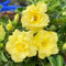 25 Stück gelbe Wüstenrose-Blumensamen