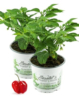 2er Set Chili Habanero Pflanze, Chili Pflanze aus Nachhaltigem Anbau!