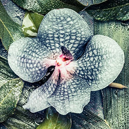 artissimo, Glasbild, 30x30cm, AG4068A, Tropical arrangement II, Blatt, Orchidee, grün, Bild aus Glas, moderne Wanddekoration aus Glas, Wandbild Wohnzimmer modern