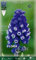 Flora Elite 788475 Traubenhyazinthe Dark Eyes (10 Stück) (Traubenhyazinthezwiebeln)