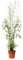 Bambú Phyllostachys Natural Planta de Exterior con Maceta de 5L