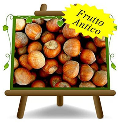 Avellano avellanas San Giovanni - plantas frutales antiguas en maceta de un jarrón de 26 - árbol max 160 cm - 4 años cultivo Italia – 2 años cultivo Italia en