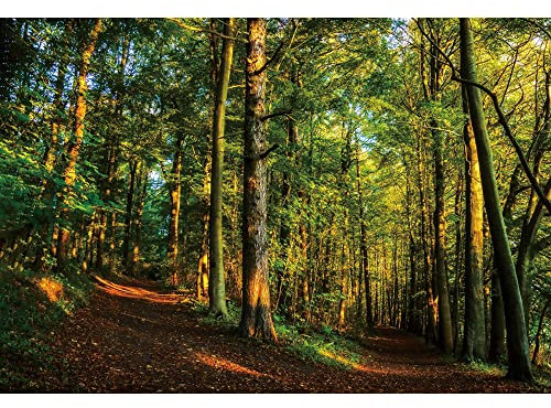 Ttincceer Frühmorgendlicher Wald Tropischer Regenwald 2,2x1,5m - Grüner Baum Schmutz Straße Hintergrund - Natürliche Landschaft für Kinder Erwachsene Portrait Foto Prop